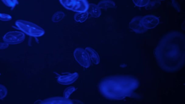 Background Glowing Jellyfish Swimming Deep Underwater Aquarium Many Small Blue — Stok video