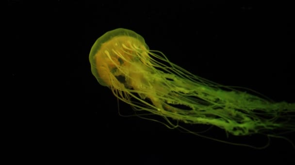 Zelená Medúza Průsvitné Žhnoucí Medúzy Plovoucí Barevném Černém Hlubokomořském Akváriu — Stock video