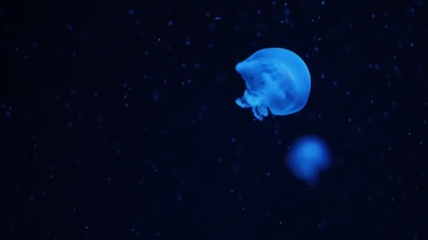 Pequeñas Medusas Azules Agua Oscura Del Océano Gelatina Brillante Translúcida — Vídeos de Stock