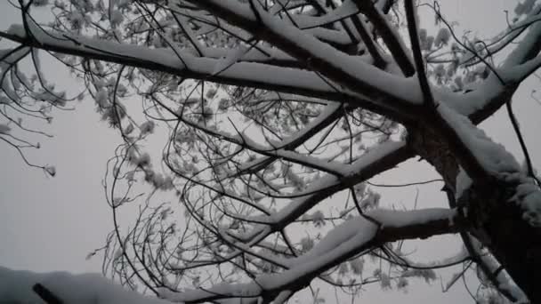Zasněžené Větve Stromů Zimním Dni Detailní Záběr Stromy Nízkém Sněhovém — Stock video