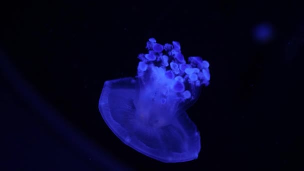 Przezroczysta Niebieska Meduza Grzybkowymi Mackami Ciemnej Wodzie Oceanu Świecące Meduzy — Wideo stockowe