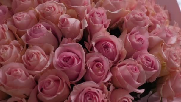 Krásná Kytice Růžových Růží Detailní Záběr Kvetoucí Růže Jsou Opravdu — Stock video
