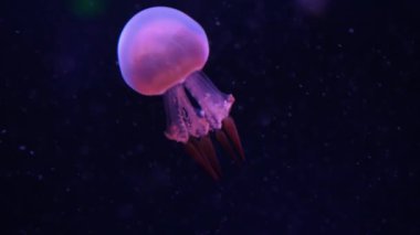 Karanlık okyanus suyundaki küçük denizanası. Derin su akvaryumunda yüzen şeffaf pembe denizanası balığı.