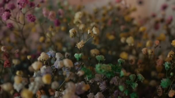 Multicolorido Arco Íris Gypsophila Flores Macro Close Profundidade Rasa Campo — Vídeo de Stock