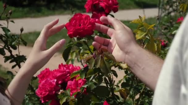 恋爱中的情侣触摸着花朵 难以辨认的男人和恋爱中的年轻女人都在触摸着玫瑰 情人的手和玫瑰花丛 — 图库视频影像