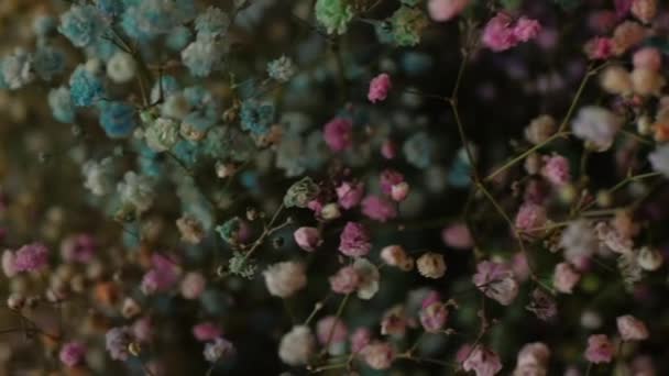Arco Íris Gypsophila Flores Multicoloridas Macro Close Profundidade Rasa Campo — Vídeo de Stock