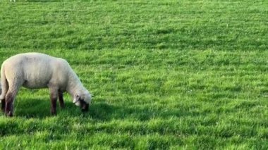 Yeşil yeşil bir yaz tarlasında koyun otluyor. Yünlü kuzu, kopyalama uzayı. Kırsal köy çiftçiliği