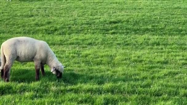 Pâturage Moutons Dans Verdoyant Champ Été Verdoyant Agneau Laineux Copie — Video