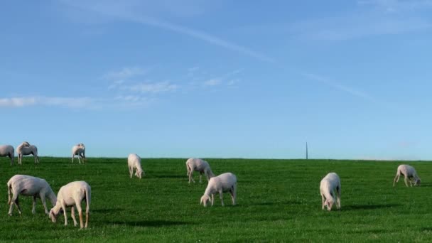 Troupeau Fraîchement Rasé Moutons Pâturant Sur Herbe Verte Sur Une — Video
