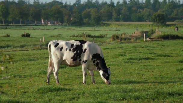 Kor Betar Ängen Nötkreatur Naturlig Mjölk Djurhållning Lantbruk Gräs — Stockvideo