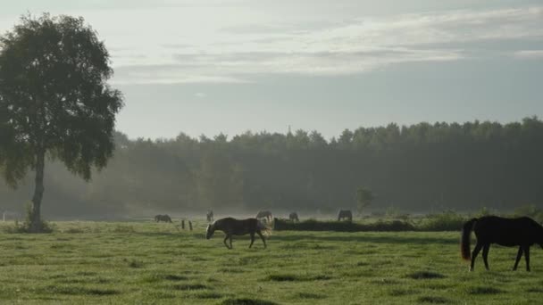 Belos Cavalos Pastando Prado Mastiga Grama Pôr Sol Nevoeiro Manhã — Vídeo de Stock