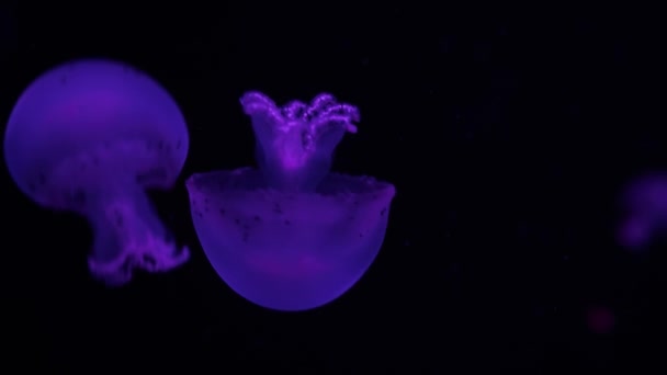 Malá Medúza Temné Oceánské Vodě Průsvitné Růžové Medúzy Plovoucí Hlubokém — Stock video