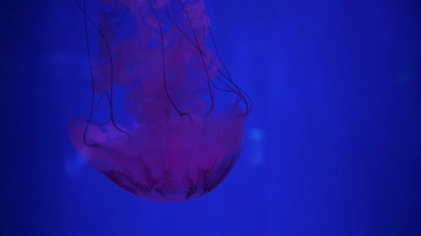 Różowa Meduza Ciemnoniebieskiej Wodzie Oceanu Przestrzeń Kopiowania Fioletowa Meduza Paski — Wideo stockowe