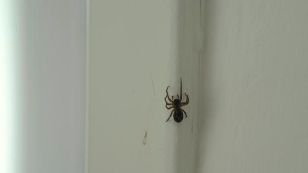 Spider Beweegt Langs Deuropening Kruipt Rond Het Huis Woning Appartement — Stockvideo
