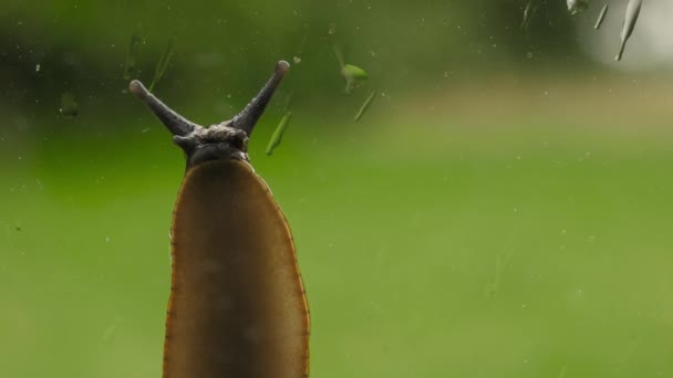 Big Spanash Slug Strisciare Sul Vetro Della Finestra Dopo Pioggia — Video Stock