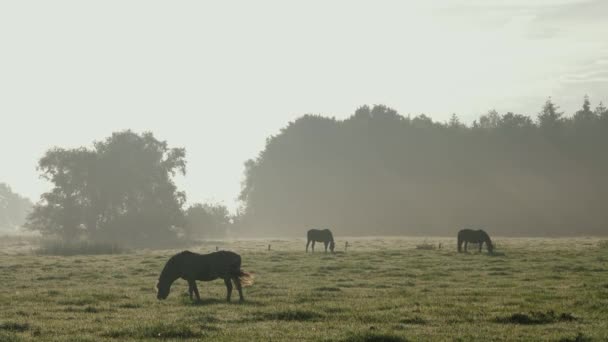 Trzy Piękne Konie Pasą Się Łące Żują Trawę Zachodzie Słońca — Wideo stockowe
