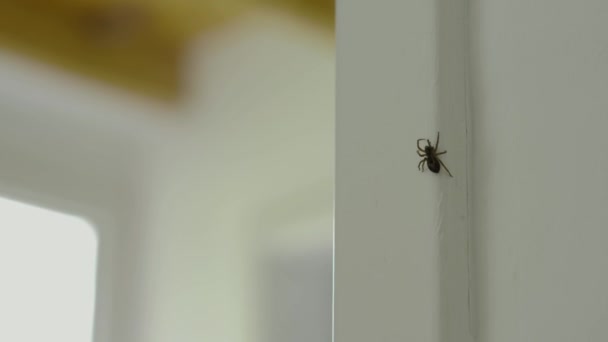 Spider Kruipt Rond Het Huis Beweegt Langs Deur Naar Huis — Stockvideo