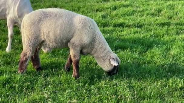 Pâturage Moutons Dans Verdoyant Champ Été Verdoyant Agneau Laineux Agriculture — Video