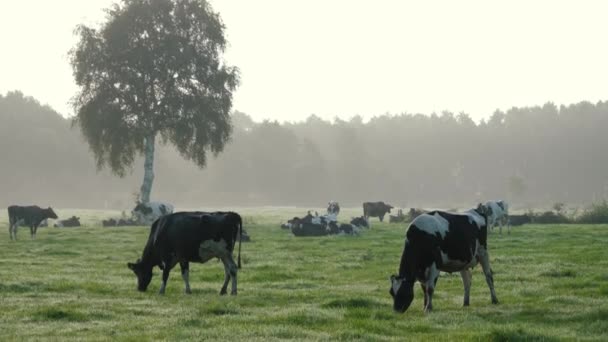Krowy Pasą Się Łące Żują Trawę Zachodzie Słońca Lub Porannej — Wideo stockowe