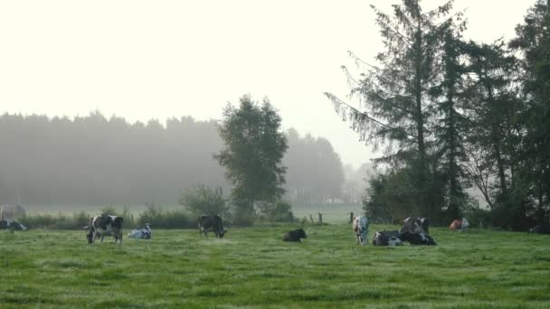 畜牧业 奶牛在草地上吃草 在晨雾中咀嚼草 天然牛奶 — 图库视频影像