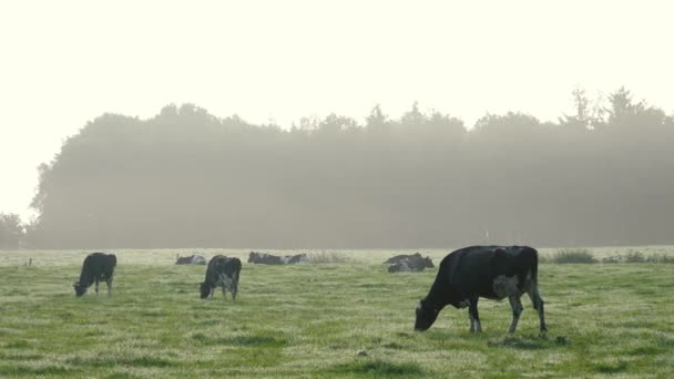家畜の家畜 天然ミルク 牛は草を牧草し 日没や朝霧で草を噛みました 動物の夫婦 — ストック動画