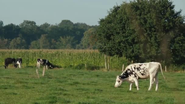 Bovine Domestice Lapte Natural Vacile Pasc Luncă Creșterea Animalelor Agricultura — Videoclip de stoc