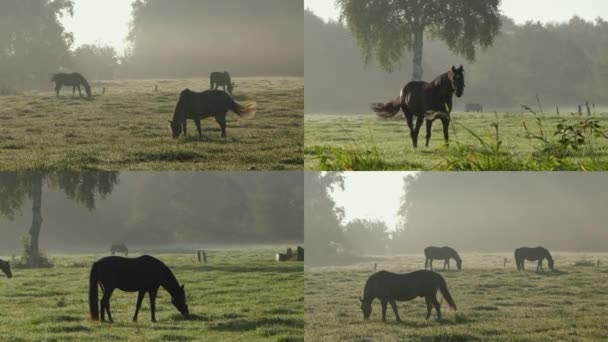 Collage Beautiful Horses Grazing Meadow Chewing Grass Sunset Morning Fog — Stock Video