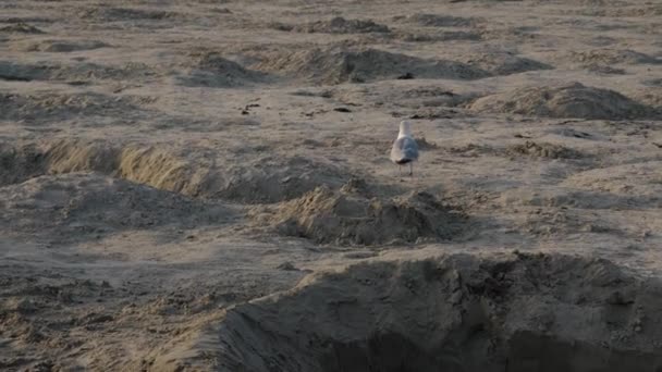 海滩上的海鸥散步寻找鱼的残骸 — 图库视频影像