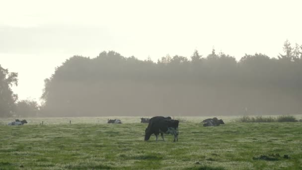 Cows Graze Meadow Copy Space Livestock Domestic Cattle Chew Grass — Stock Video