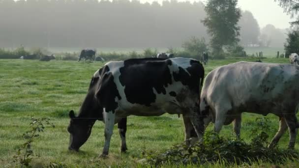 Krávy Žvýkají Trávu Pasou Louce Při Západu Slunce Nebo Ranní — Stock video