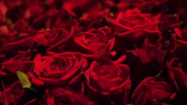 Kocaman bir buket gül gerçek bir ziyafet. Düğün geçmişi, Sevgililer Günü konsepti. Güzel kırmızı güller, yakın plan.