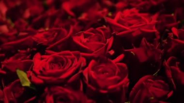 Kocaman bir buket gül gerçek bir ziyafet. Düğün geçmişi, Sevgililer Günü konsepti. Güzel kırmızı güller, yakın plan.