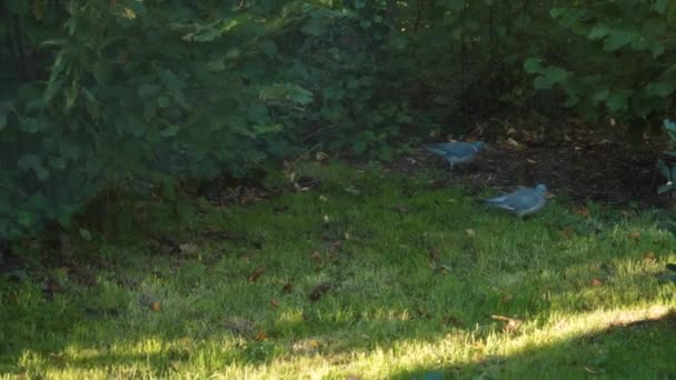 绿草地上的普通木鸽 — 图库视频影像