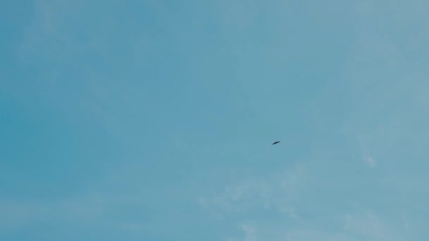 Nagy Ragadozó Repül Égen Zsákmányt Keresve Ragadozó Madár Repül Égen — Stock videók