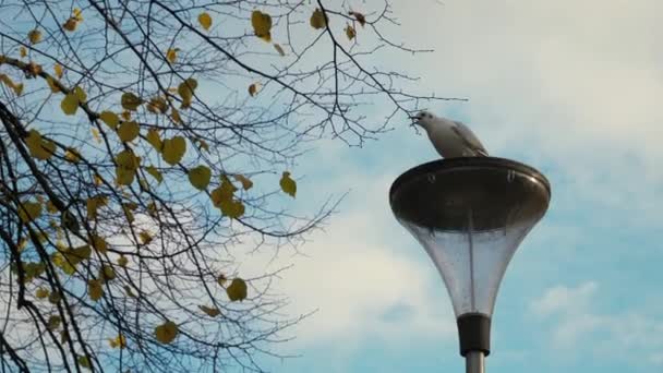 海鸥坐在蓝天前的路灯上 白云轻盈 街头灯笼 — 图库视频影像