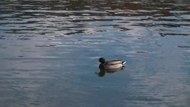 Ente Schwimmt Einem Teich Wilde Wasservögel Teich — Stockvideo