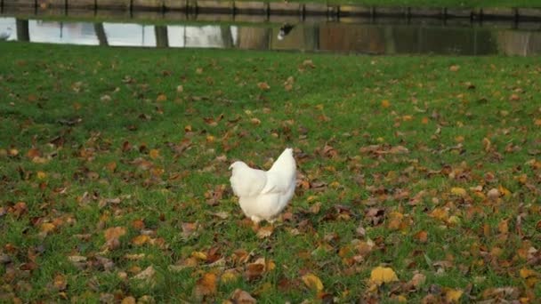 Ayam Putih Berjalan Halaman Dengan Rumput Hijau Dan Daun Jatuh — Stok Video