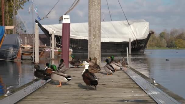Patos Selvagens Num Cais Iates Madeira Galinha Aquática Baía Navio — Vídeo de Stock