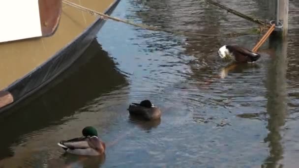 Ördekler Güneşli Bir Günde Körfezdeki Bir Geminin Ipinde Otururken Tüylerini — Stok video