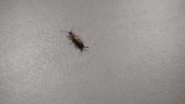 Dermaptera tarikatının yetişkin kulaklığı. Çift kuyruklu korkunç bir böcek fayanslı zeminde sürünüyor.