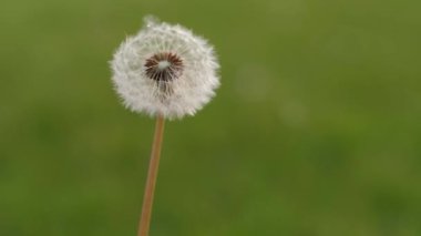 Karahindiba paraşütlerinin beyaz tohumları etrafta uçuşuyor, yakın plan. Küçük çocuk eline bir karahindiba aldı ve kokladı ve kameraya baktı. Baharın değerli kısacık anları
