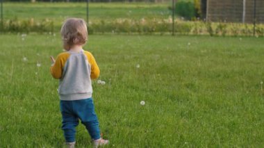 Neşeli küçük çocuk çayırları keşfeder, canlı karahindibalardan büyülenir, doğal güzelliklerden zevk alır. Bebekler tasasız çocukluklarını ve keşif büyüsünü somutlaştırır. Karahindiba şişmesi.