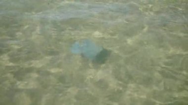 Göz kamaştırıcı, şeffaf denizanası kristal berrak sularda zarifçe süzülüyor, doğanın eşsiz güzelliğini vurguluyor.