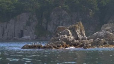 Mavi gökyüzüne karşı yeşil bitki örtüsüyle kaplanmış güzel kayalık bir kıyı şeridinin vahşi doğal manzarası. Kayaların ve kayalıkların panoramik görüntüsü. Üzerlerine martılar konmuş. Kayalık bir sahil şeridi boyunca..