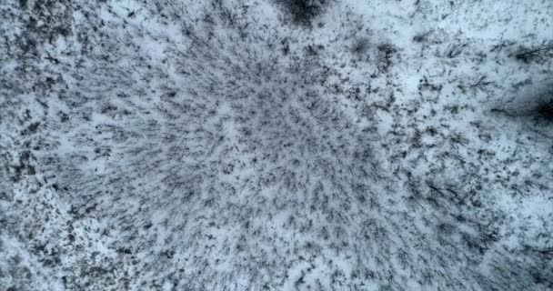 Zimní Zasněžený Les Holými Stromy Pozadí Bílého Sněhu Krásná Krajina — Stock video