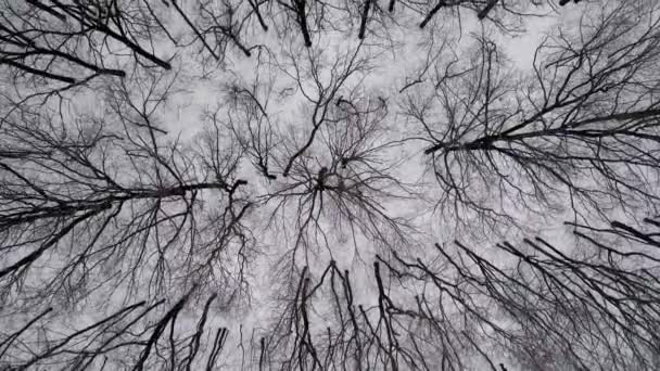 Вид Зверху Прекрасний Зимовий Ліс Дрона Високі Голі Дерева Листя — стокове відео