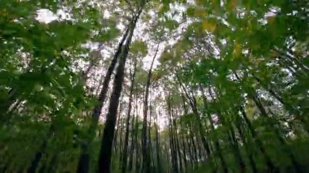 Kamera Pohybuje Hustým Zeleným Divokým Lesem Pozornost Zaměřena Odspodu Vrcholkům — Stock video