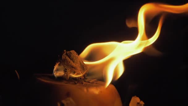 Красивое Пламя Желто Бело Красных Оттенков Кокосового Факела Темном Фоне — стоковое видео