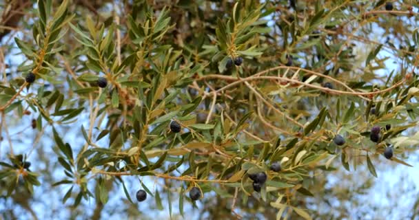橄榄树分枝 绿叶和成熟的橄榄 特写背景模糊 树枝上有成熟的橄榄树果实 橄榄油和橄榄油是一种环保产品 — 图库视频影像