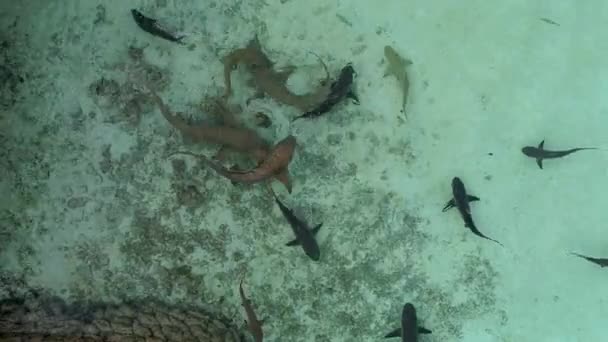 Alimentando Tubarões Recifes Uma Costa Rochosa Tubarões Nadam Águas Claras — Vídeo de Stock
